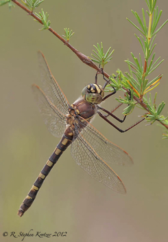 Didymops floridensis, female